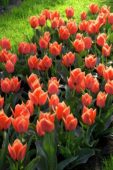 Tulipa Corsage