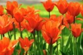 Tulipa Royal Pretender