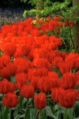 Tulipa Rob Verlinden