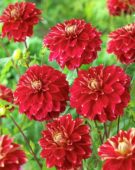 Dahlia Red Rock