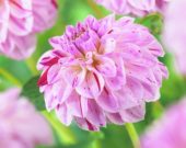Dahlia Sambuca