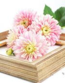Dahlia Pink Magic