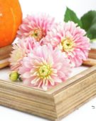 Dahlia Pink Magic