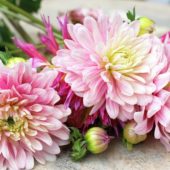 Dahlia Pink Magic