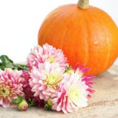 Dahlia Pink Magic