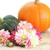 Dahlia Pink Magic