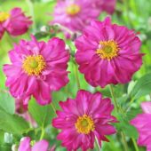 Anemone Pretty Lady Julia
