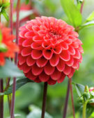 Dahlia Zundert Mystery Fox