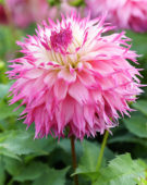 Dahlia PinelandsPrincess