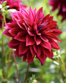 Dahlia rood