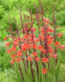 Watsonia pyramidata Cherry Splash