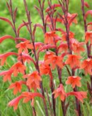 Watsonia pyramidata Cherry Splash
