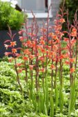 Watsonia pyramidata Cherry Splash