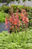 Watsonia pyramidata Cherry Splash