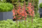 Watsonia pyramidata Cherry Splash