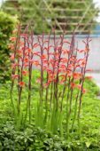 Watsonia pyramidata Cherry Splash