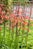 Watsonia pyramidata Cherry Splash