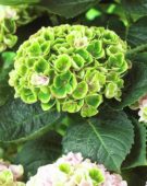 Hydrangea macrophylla Magical Revolution Pink