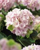 Hydrangea macrophylla Magical Revolution Pink