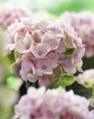 Hydrangea macrophylla Magical Revolution Pink