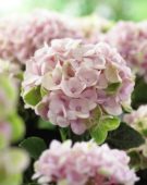 Hydrangea macrophylla Magical Revolution Pink