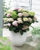 Hydrangea macrophylla Magical Revolution Pink