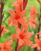 Watsonia pyramidata Peach Glow