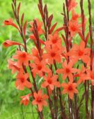 Watsonia pyramidata Peach Glow