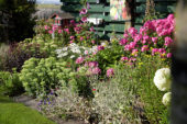 Perennial border