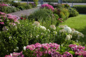 Perennial border