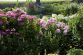 Perennial border