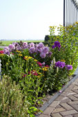 Perennial border