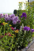 Perennial border