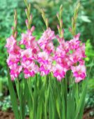 Gladiolus pink