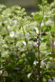 Hydrangea white