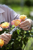 Woman pruning rose