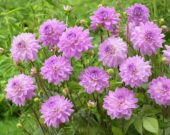 Dahlia Ocean Bird ® Dahlia Ocean Bird ®