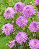 Dahlia Ocean Bird ® Dahlia Ocean Bird ®