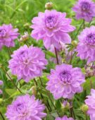 Dahlia Ocean Bird ® Dahlia Ocean Bird ®