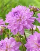 Dahlia Ocean Bird ® Dahlia Ocean Bird ®