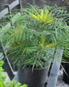 Mahonia eurybracteata Soft Caress