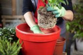 Planting winter container