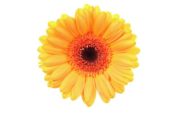 Gerbera