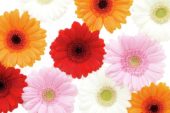 Gerbera mixed