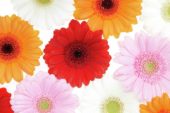 Gerbera mixed