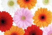 Gerbera mixed