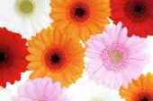 Gerbera mixed