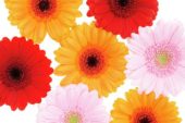 Gerbera mixed