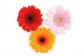 Gerbera gemengd