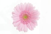 Gerbera